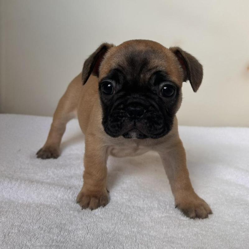 販売中の東京都のフレンチブルドッグ-420068の2枚目