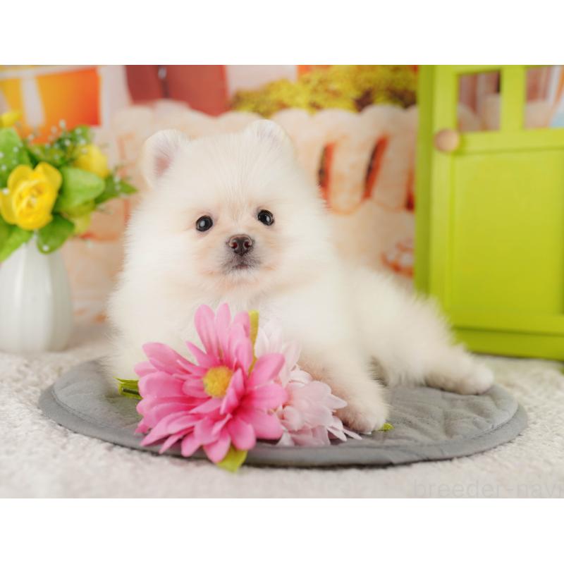 販売中の茨城県のポメラニアン-423344の8枚目