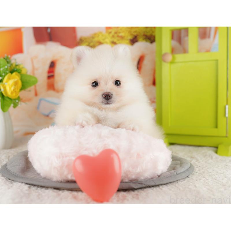 販売中の茨城県のポメラニアン-423344の7枚目