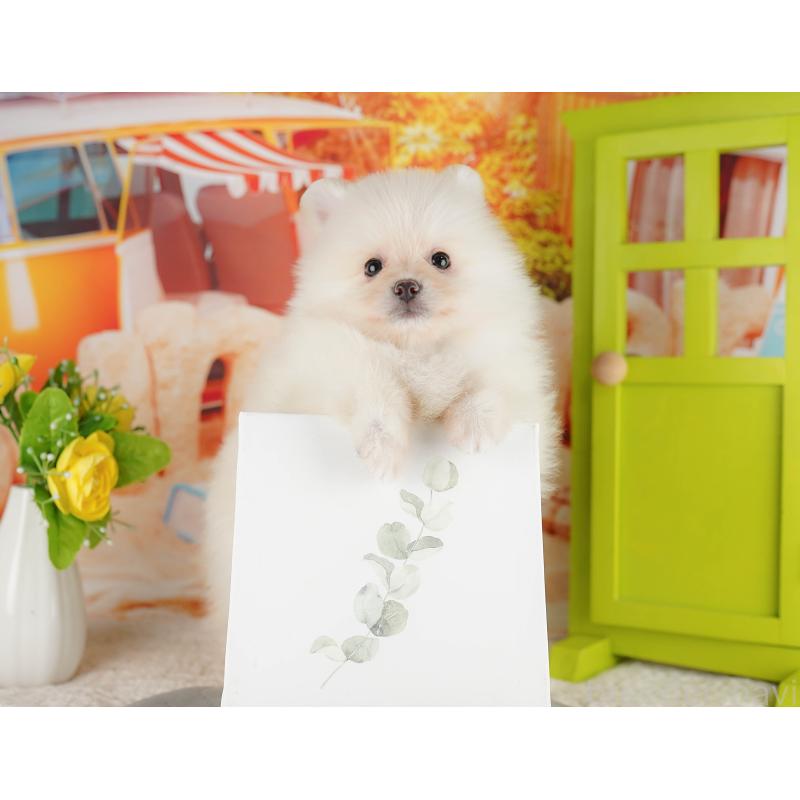 販売中の茨城県のポメラニアン-423344の5枚目