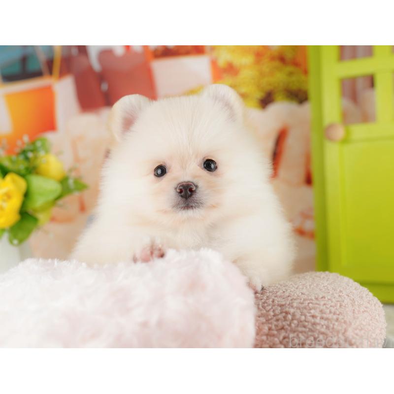 販売中の茨城県のポメラニアン-423344の4枚目