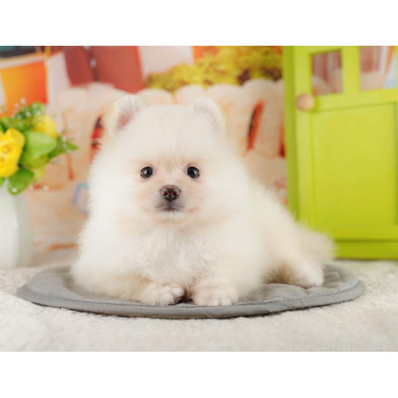 販売中の茨城県のポメラニアン-423344の3枚目