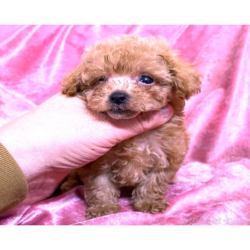 販売中の大阪府のティーカッププードル-423341