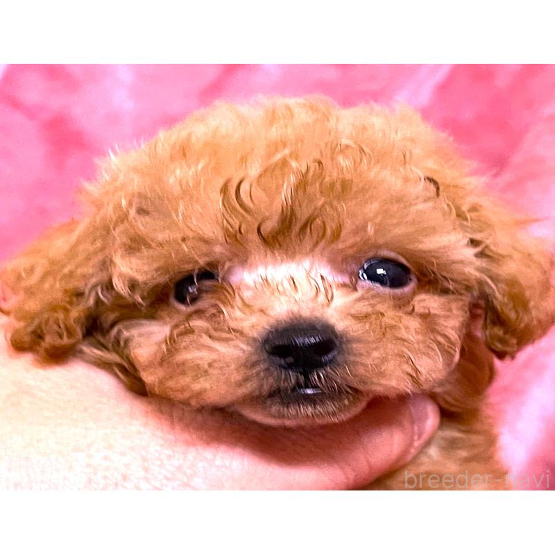 販売中の大阪府のティーカッププードル-423341の5枚目