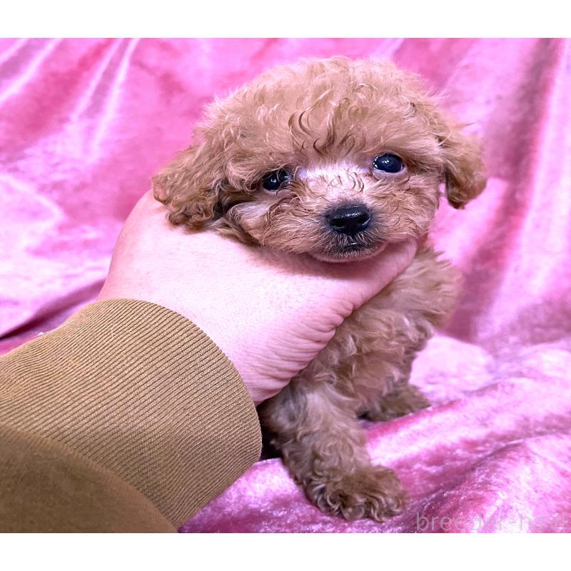 販売中の大阪府のティーカッププードル-423341の4枚目