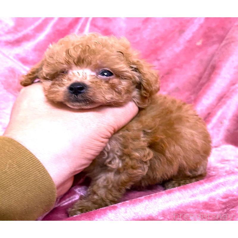 販売中の大阪府のティーカッププードル-423341の3枚目