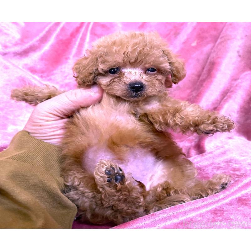 販売中の大阪府のティーカッププードル-423341の2枚目