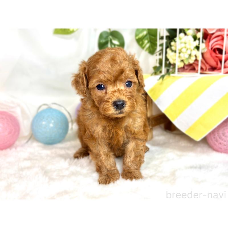 販売中の滋賀県のトイプードル-423338の4枚目