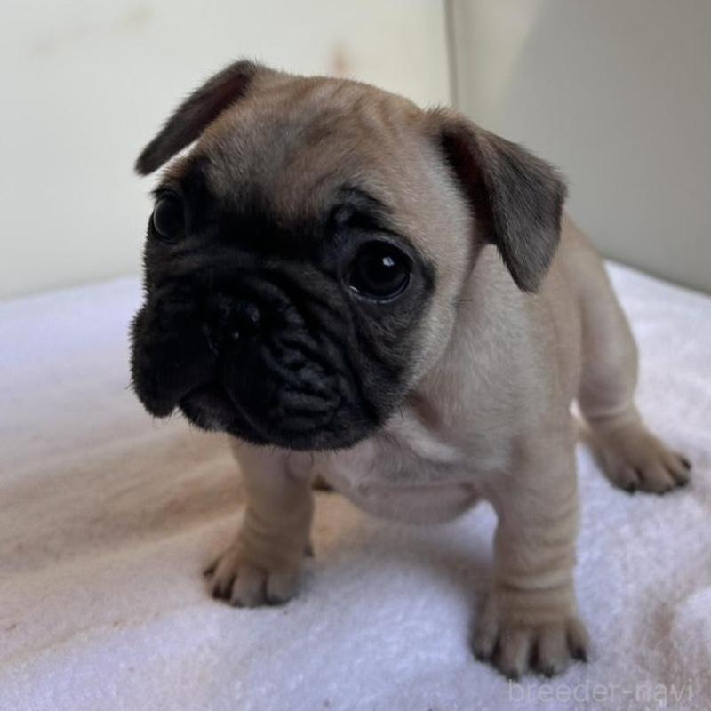 販売中の東京都のフレンチブルドッグ-420075