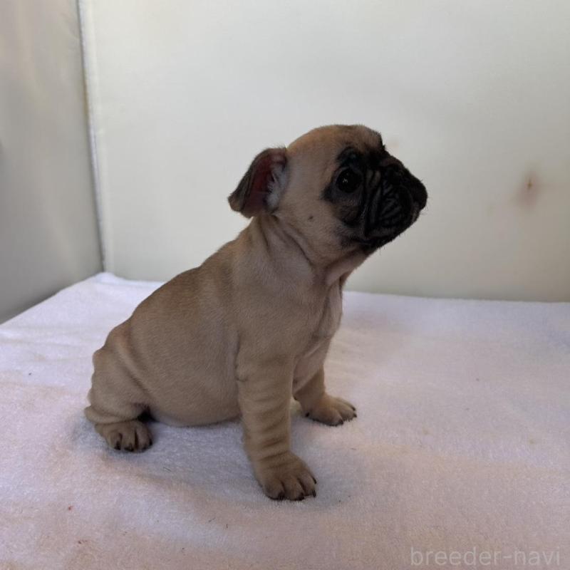 成約済の東京都のフレンチブルドッグ-420075の16枚目