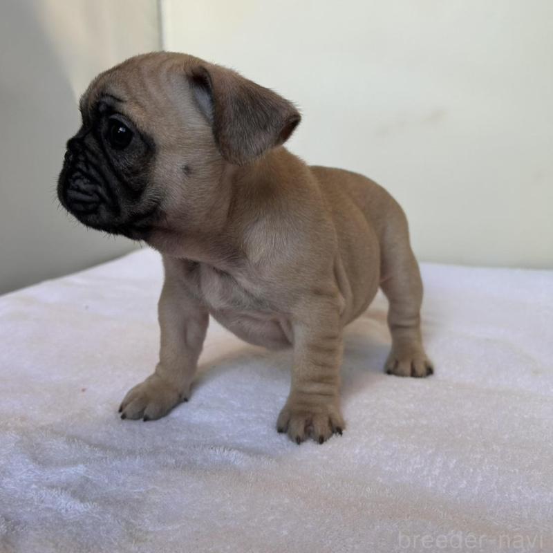 成約済の東京都のフレンチブルドッグ-420075の15枚目