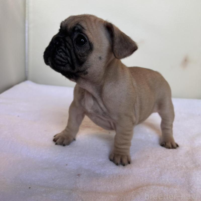 成約済の東京都のフレンチブルドッグ-420075の14枚目