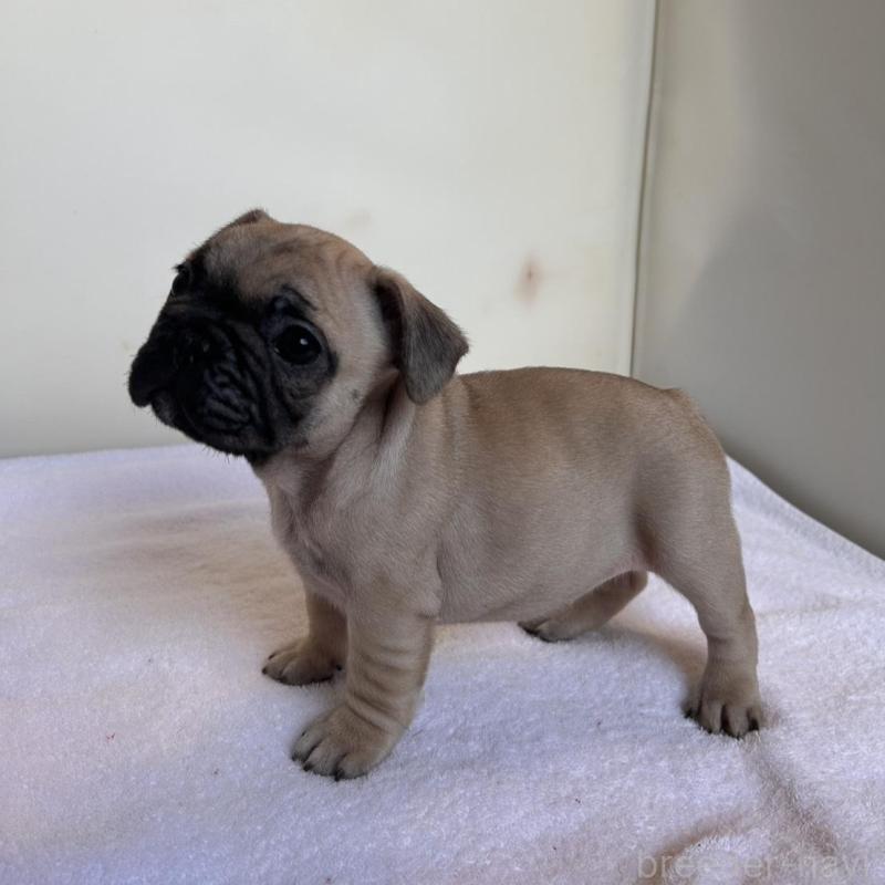 成約済の東京都のフレンチブルドッグ-420075の13枚目