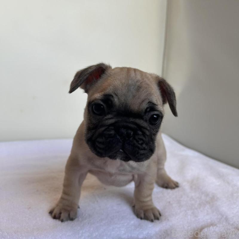 成約済の東京都のフレンチブルドッグ-420075の12枚目