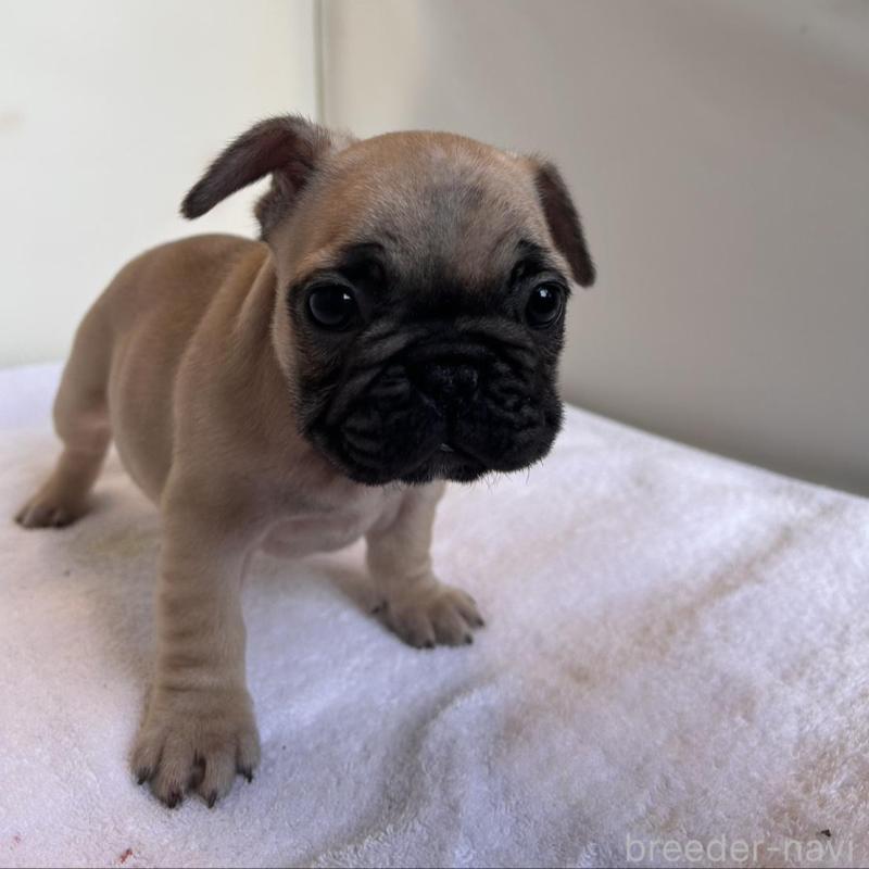 成約済の東京都のフレンチブルドッグ-420075の11枚目