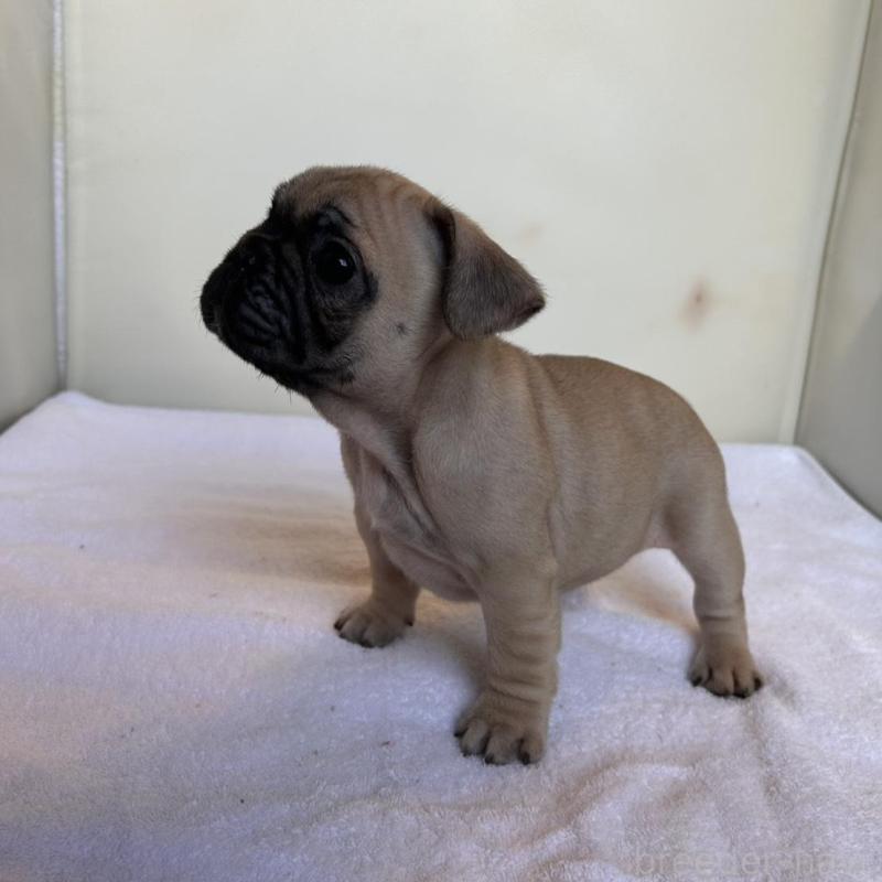 成約済の東京都のフレンチブルドッグ-420075の10枚目