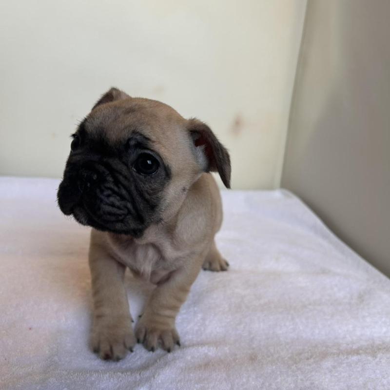 成約済の東京都のフレンチブルドッグ-420075の9枚目