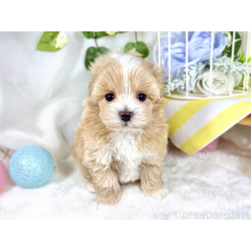 販売中の滋賀県のマルプー:マルチーズ×トイプードル-423342の4枚目