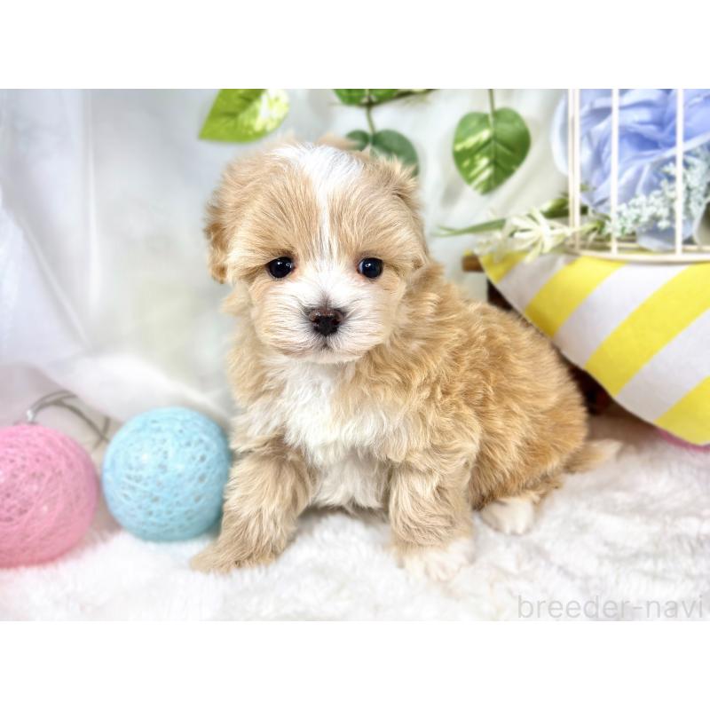 販売中の滋賀県のマルプー:マルチーズ×トイプードル-423342の3枚目