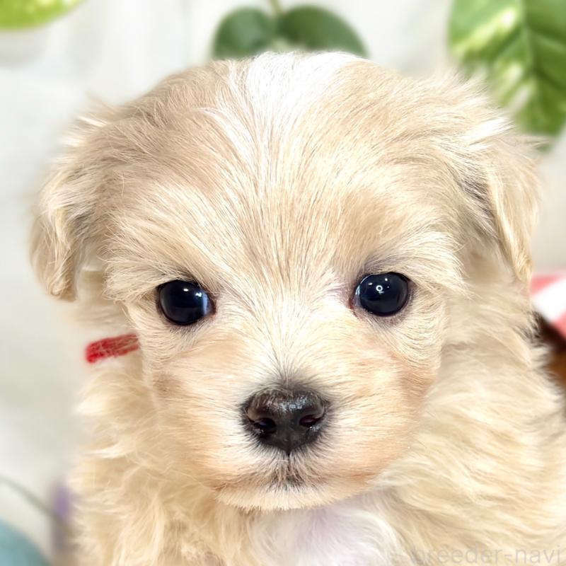 販売中の滋賀県のマルプー:マルチーズ×トイプードル-423345