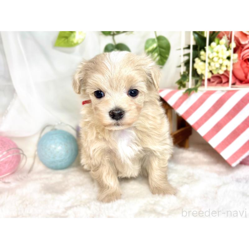 販売中の滋賀県のマルプー:マルチーズ×トイプードル-423345の4枚目