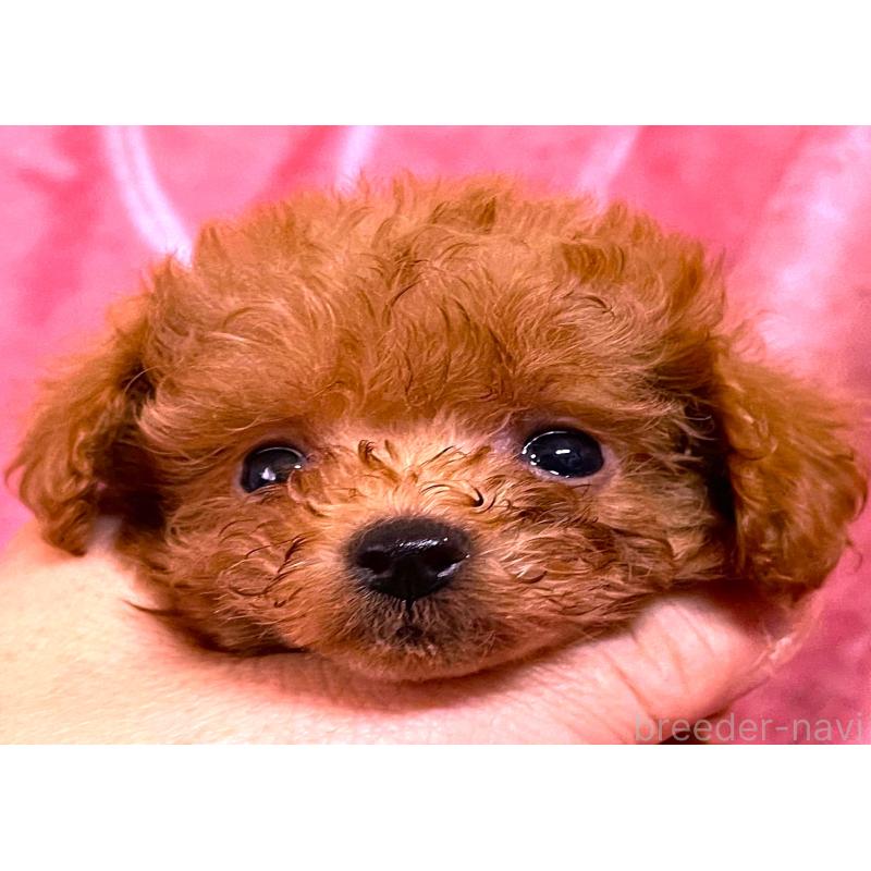 販売中の大阪府のティーカッププードル-423343の5枚目