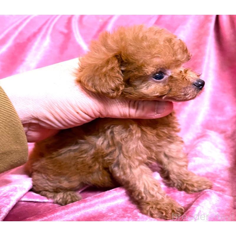 販売中の大阪府のティーカッププードル-423343の4枚目