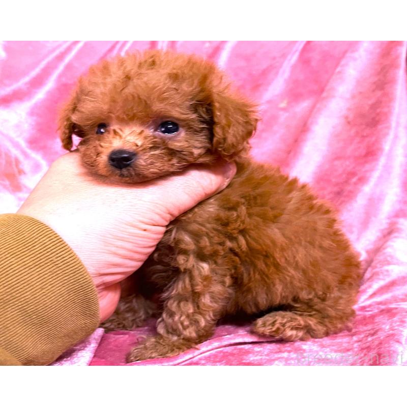 販売中の大阪府のティーカッププードル-423343の3枚目