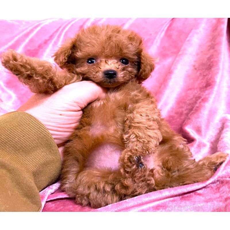 販売中の大阪府のティーカッププードル-423343の2枚目