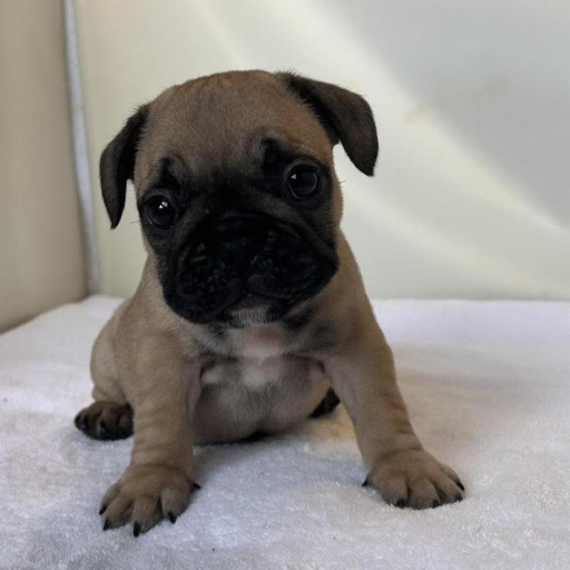 販売中の東京都のフレンチブルドッグ-420078