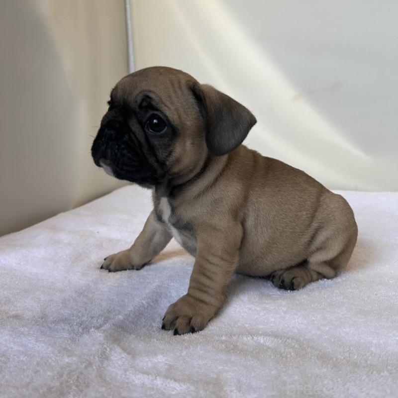 成約済の東京都のフレンチブルドッグ-420078の16枚目