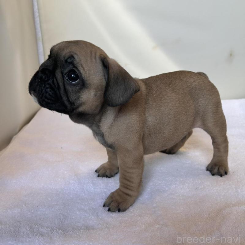 成約済の東京都のフレンチブルドッグ-420078の15枚目