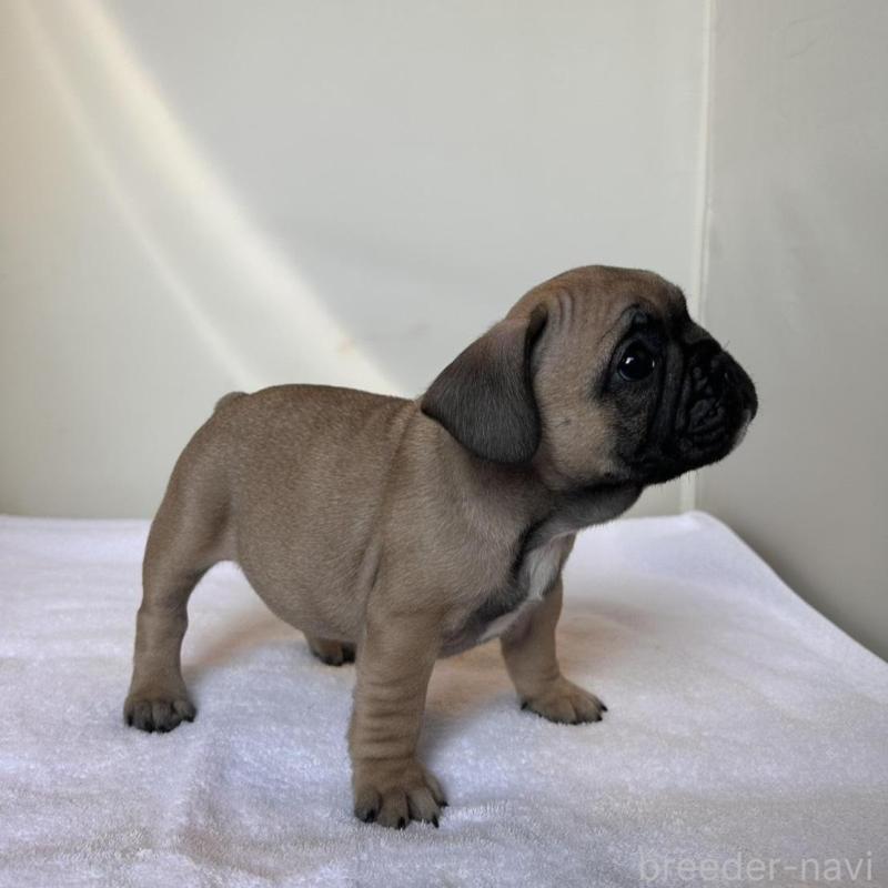 成約済の東京都のフレンチブルドッグ-420078の14枚目