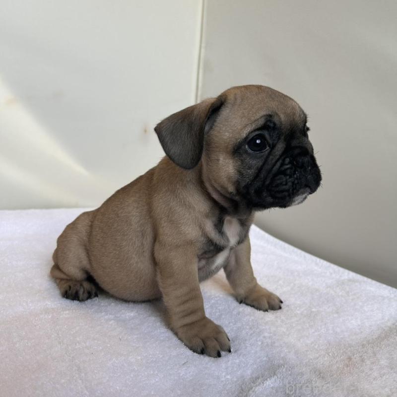 成約済の東京都のフレンチブルドッグ-420078の13枚目