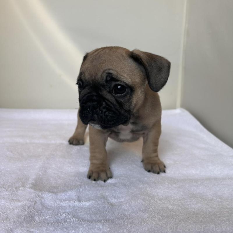 成約済の東京都のフレンチブルドッグ-420078の12枚目