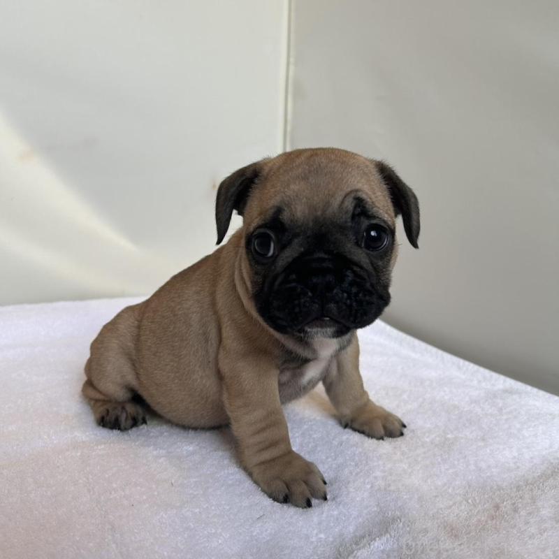 成約済の東京都のフレンチブルドッグ-420078の11枚目