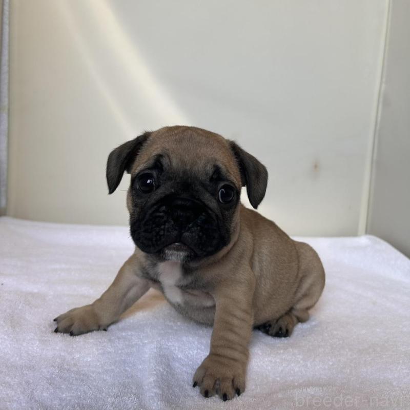 成約済の東京都のフレンチブルドッグ-420078の10枚目