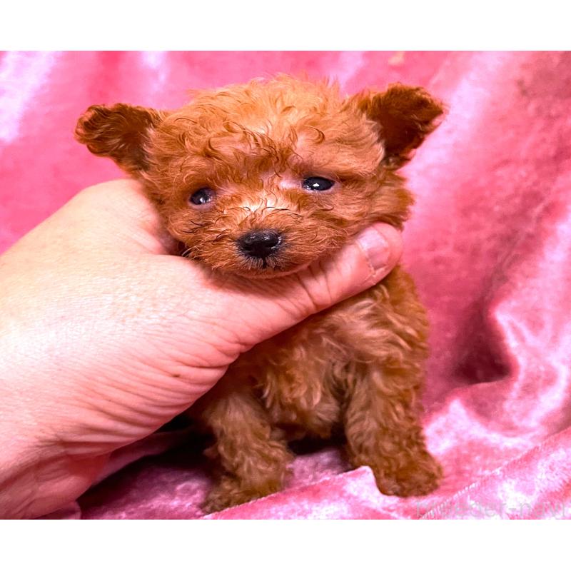 販売中の大阪府のティーカッププードル-423350