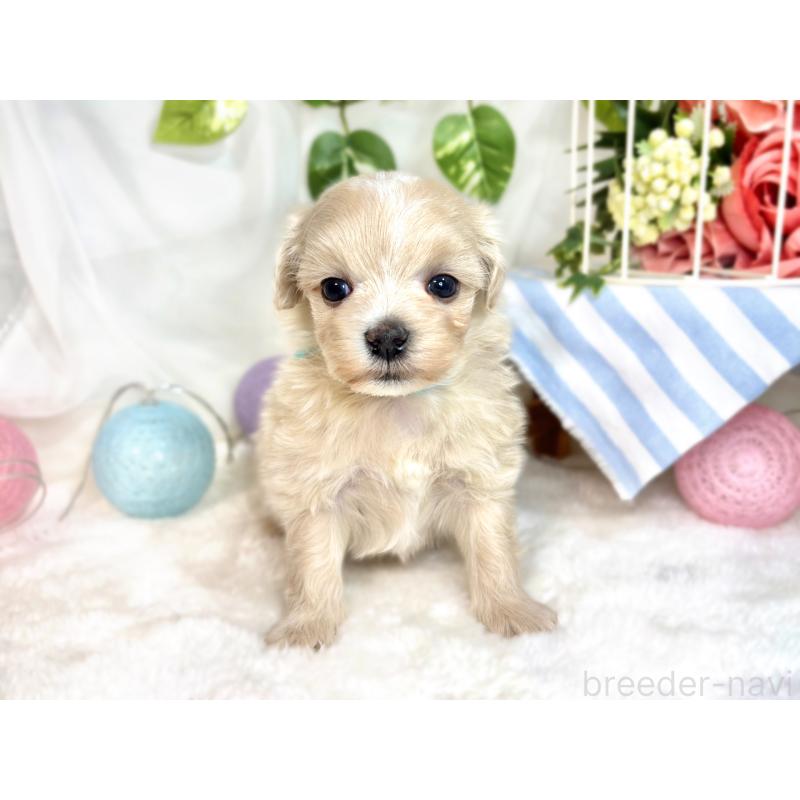 販売中の滋賀県のマルプー:マルチーズ×トイプードル-423346の4枚目