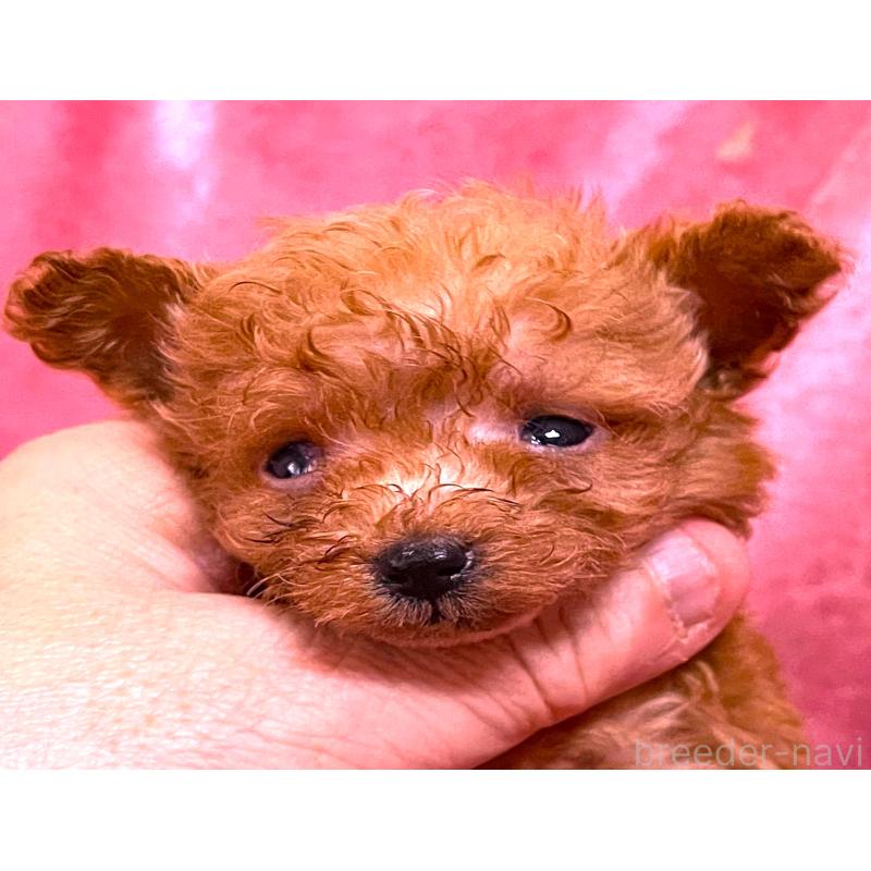 販売中の大阪府のティーカッププードル-423350の5枚目