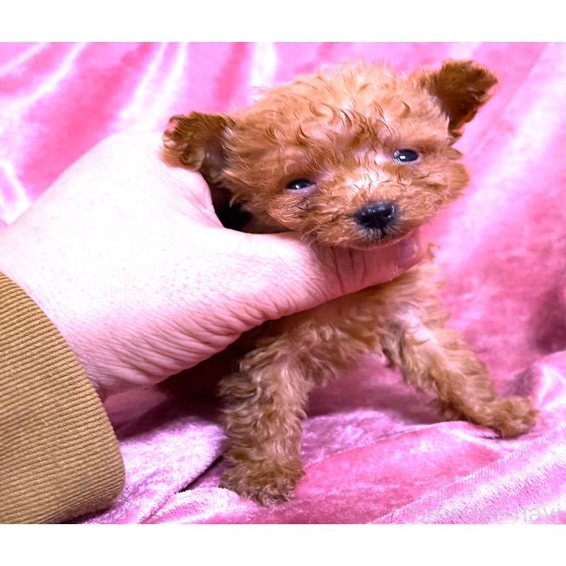 販売中の大阪府のティーカッププードル-423350の4枚目