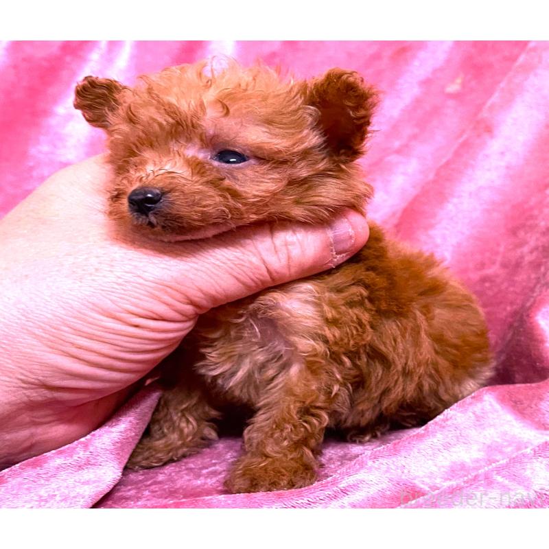 販売中の大阪府のティーカッププードル-423350の3枚目