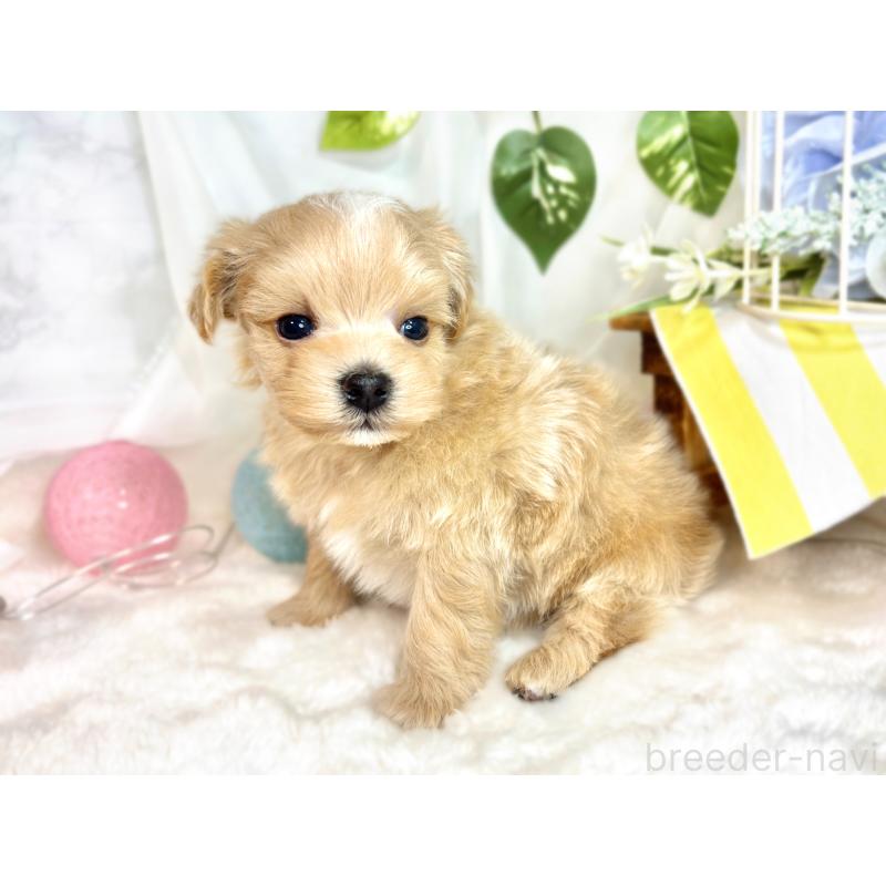 販売中の滋賀県のマルプー:マルチーズ×トイプードル-423347の3枚目