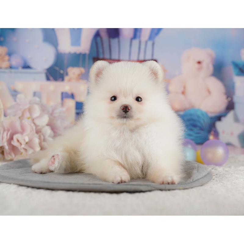 販売中の茨城県のポメラニアン-423351の7枚目