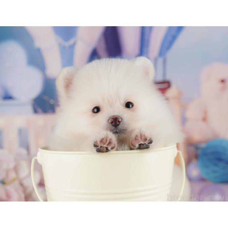 販売中の茨城県のポメラニアン-423351の6枚目