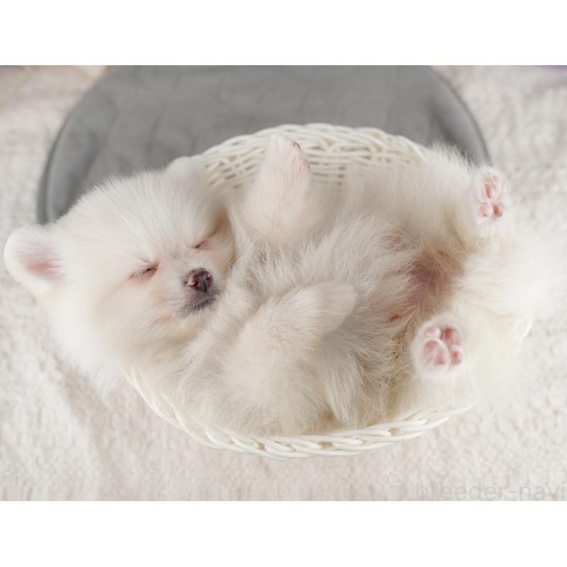 販売中の茨城県のポメラニアン-423351の5枚目