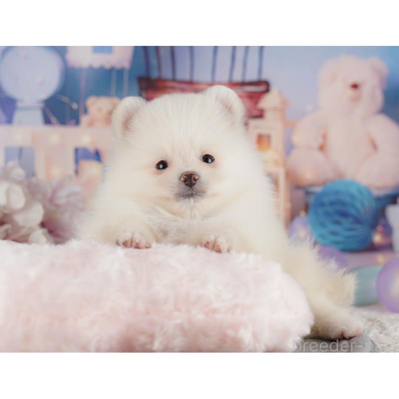 販売中の茨城県のポメラニアン-423351の4枚目