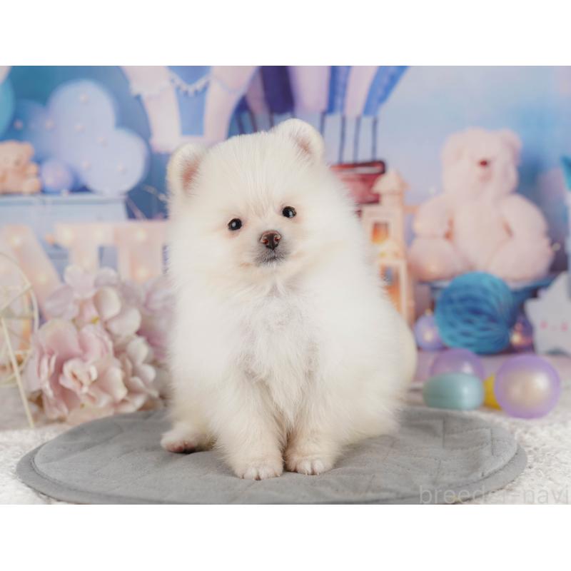 販売中の茨城県のポメラニアン-423351の3枚目