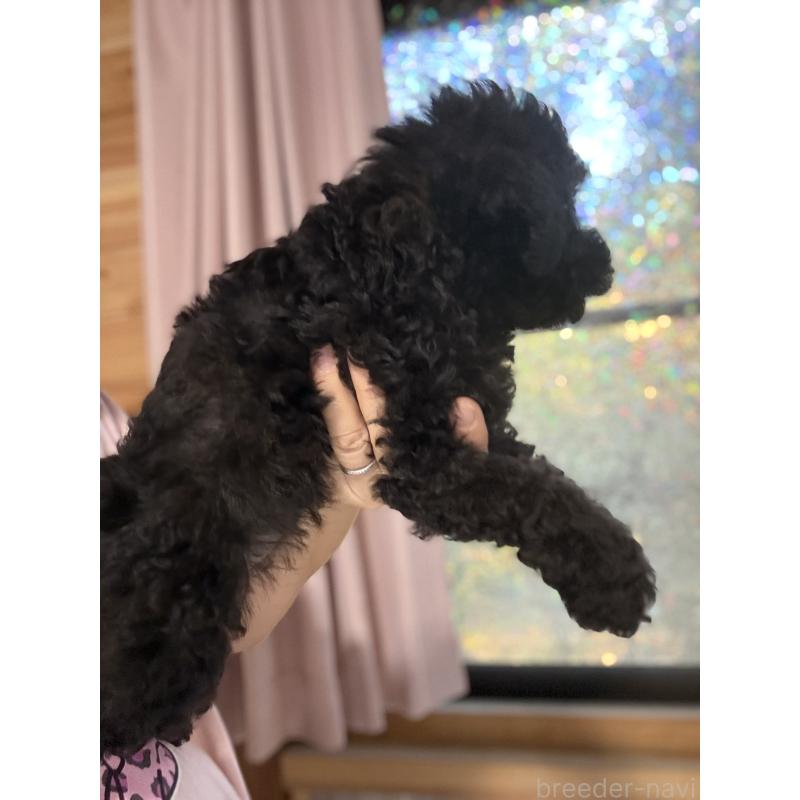 成約済の茨城県のトイプードル-421002の3枚目