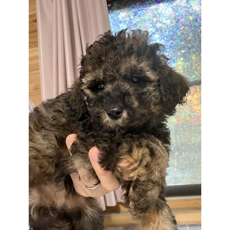 成約済の茨城県のトイプードル-421002の2枚目